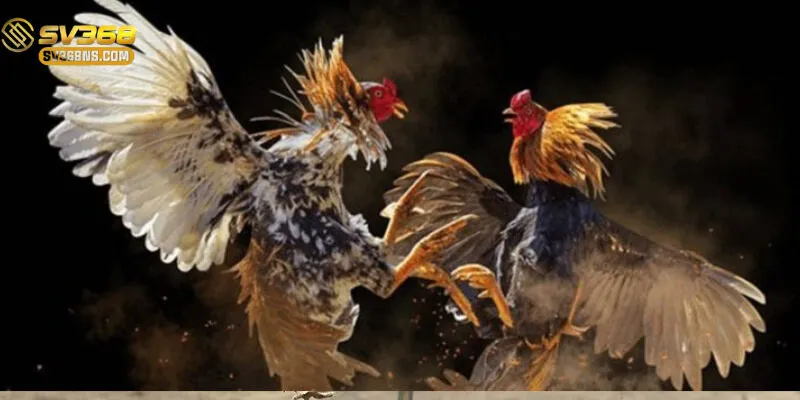 Trận đấu đá gà cựa dao kịch tính với những chiến kê dũng mãnh.