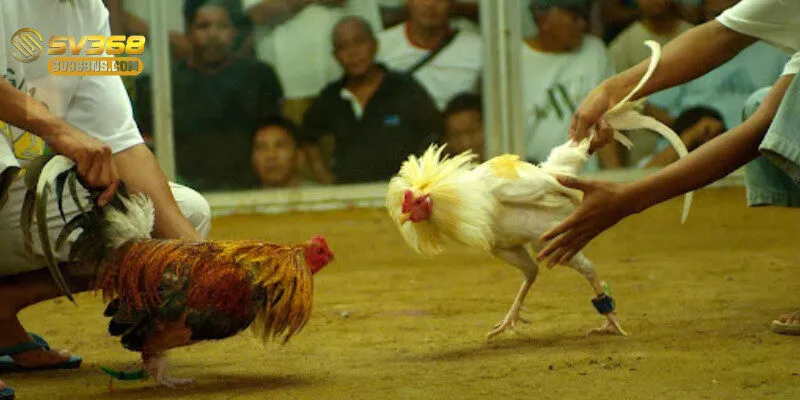 Cận cảnh một chiến kê trước khi bước vào trận đấu 